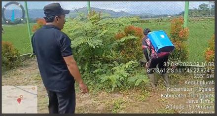 Penyemprotan rumput disekitar lapangan Voly